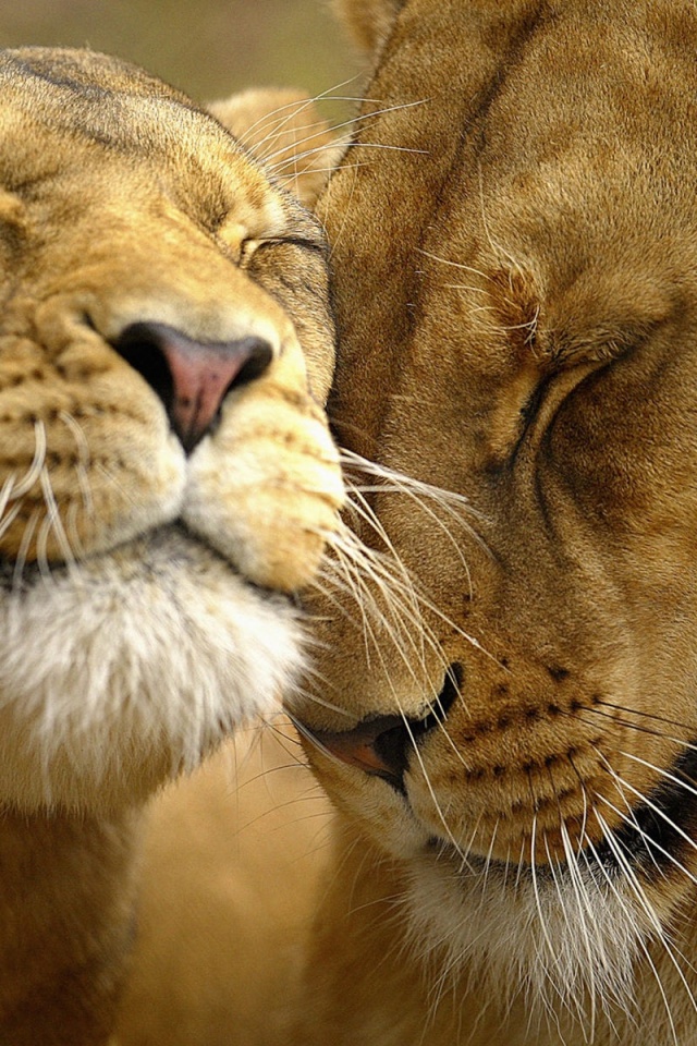 Нежные львы обои