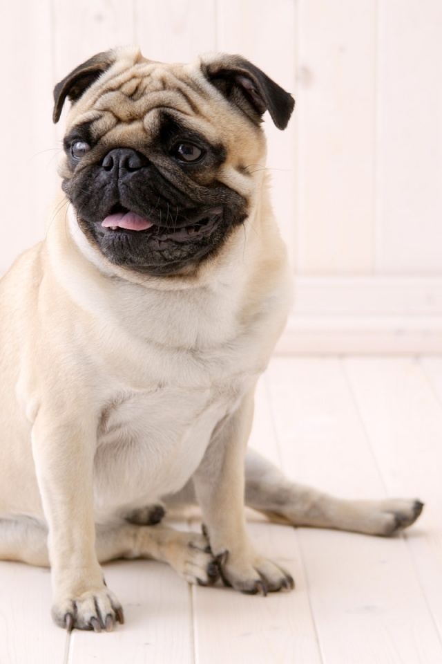 Симпатичный мопс на полу обои
