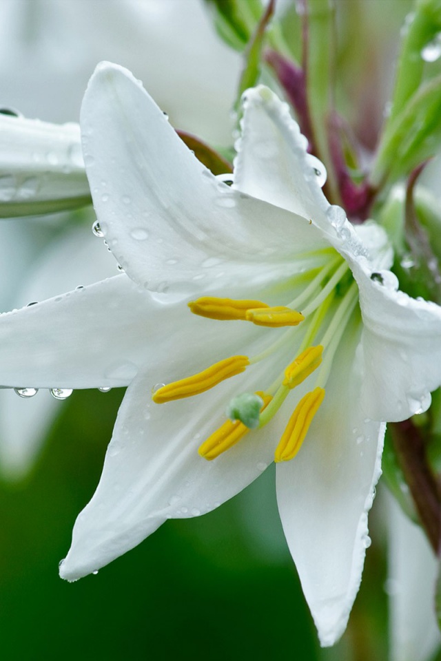 Белая лилия обои