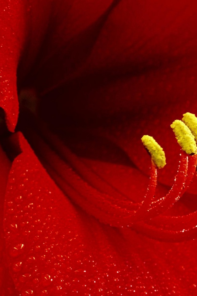 Красная манящая лилия обои