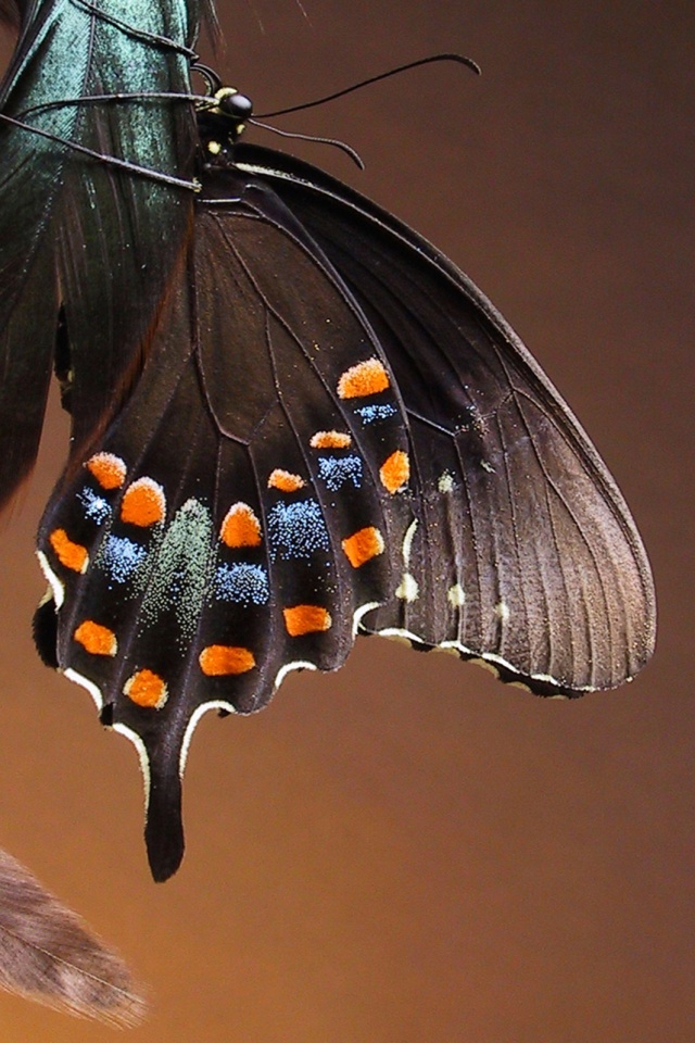Красивая бабочка обои