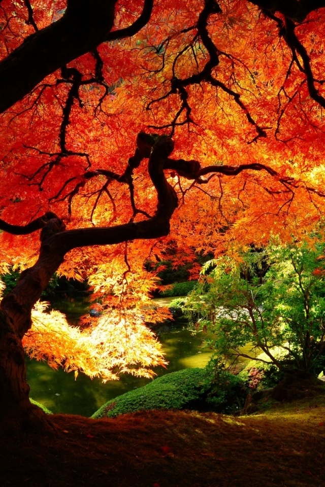 Под оранжевой кроной обои