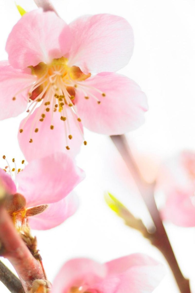 Нежные розовые цветы обои