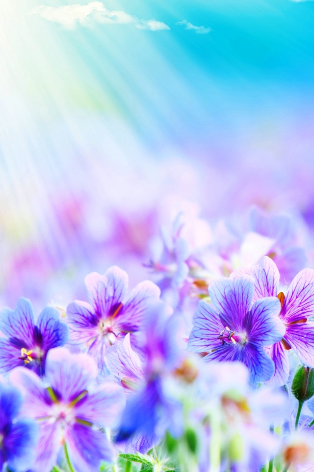 Цветочки обои