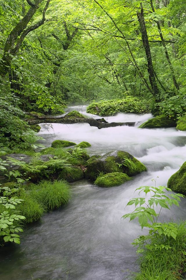 Лесная река обои