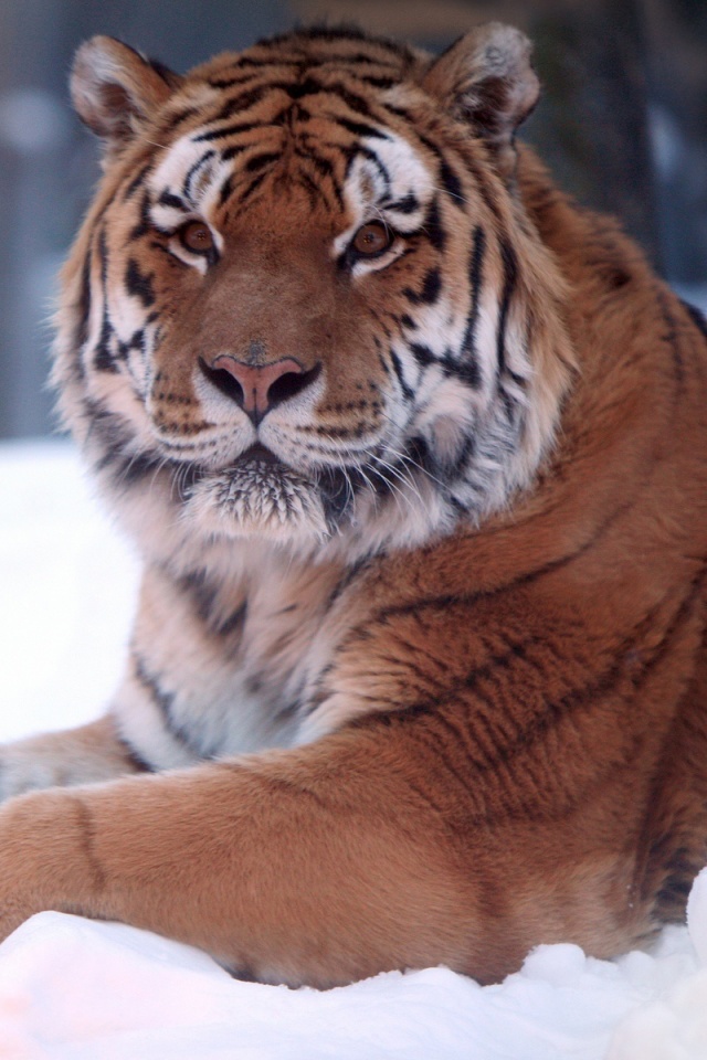 Тигр в снегу обои