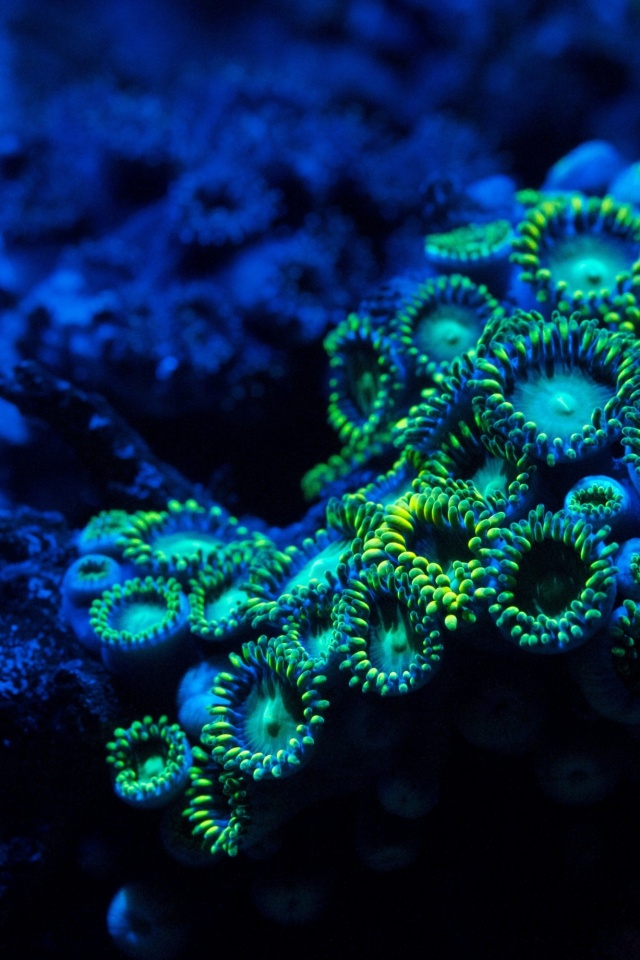 Морское дно обои