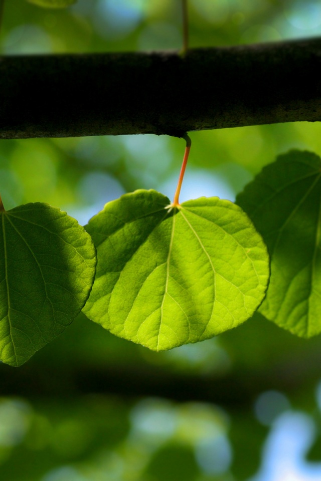 Ветка с зелеными листочками обои