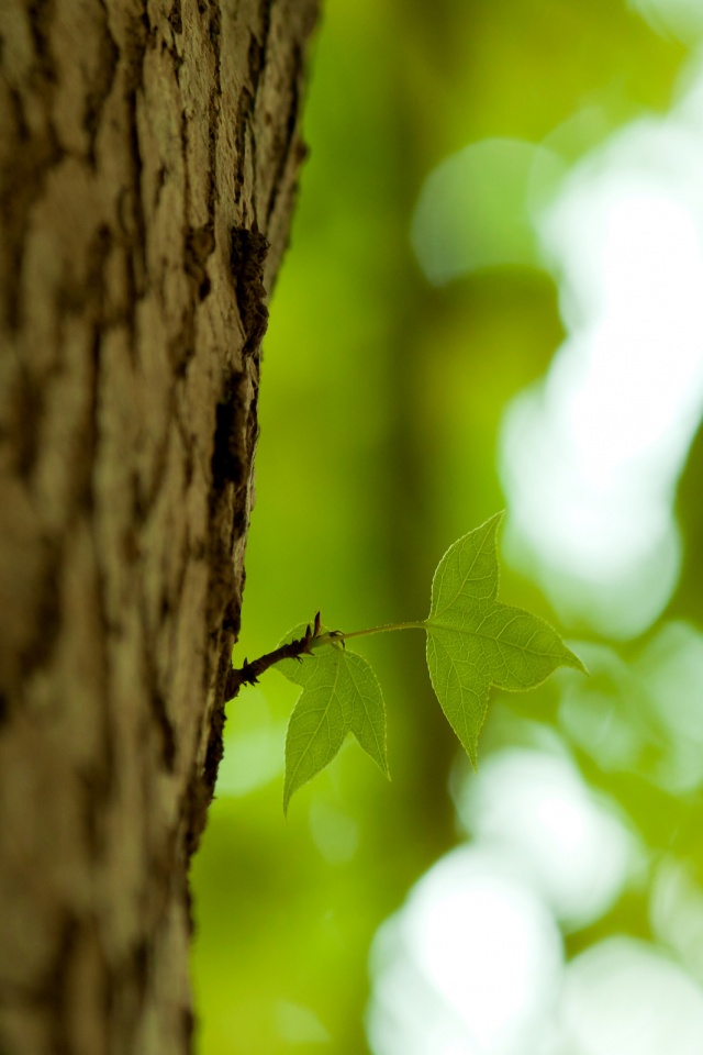 Листок на стволе дерева обои