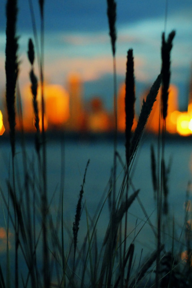 Камыш на фоне вечерних огней обои