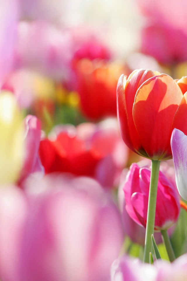 Красивые тюльпаны обои