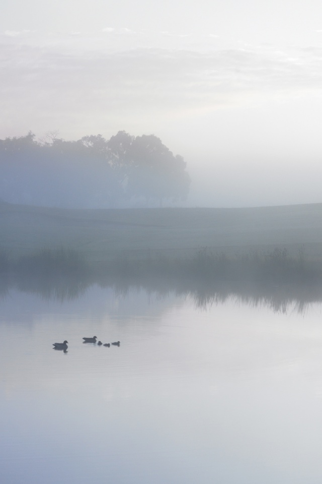 Ducks on a Misty Pond обои