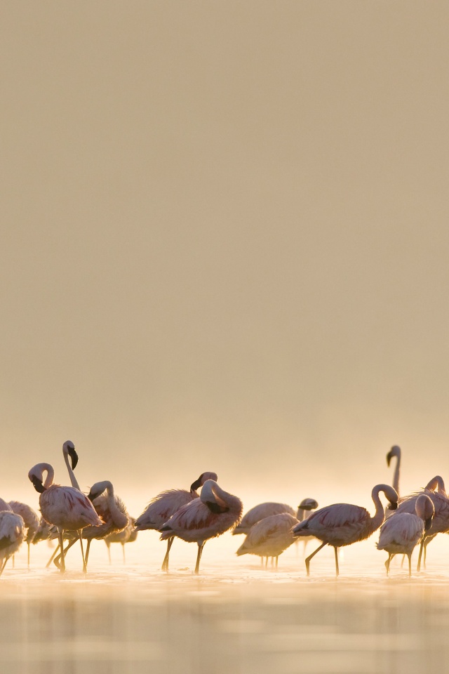 Flamingos обои