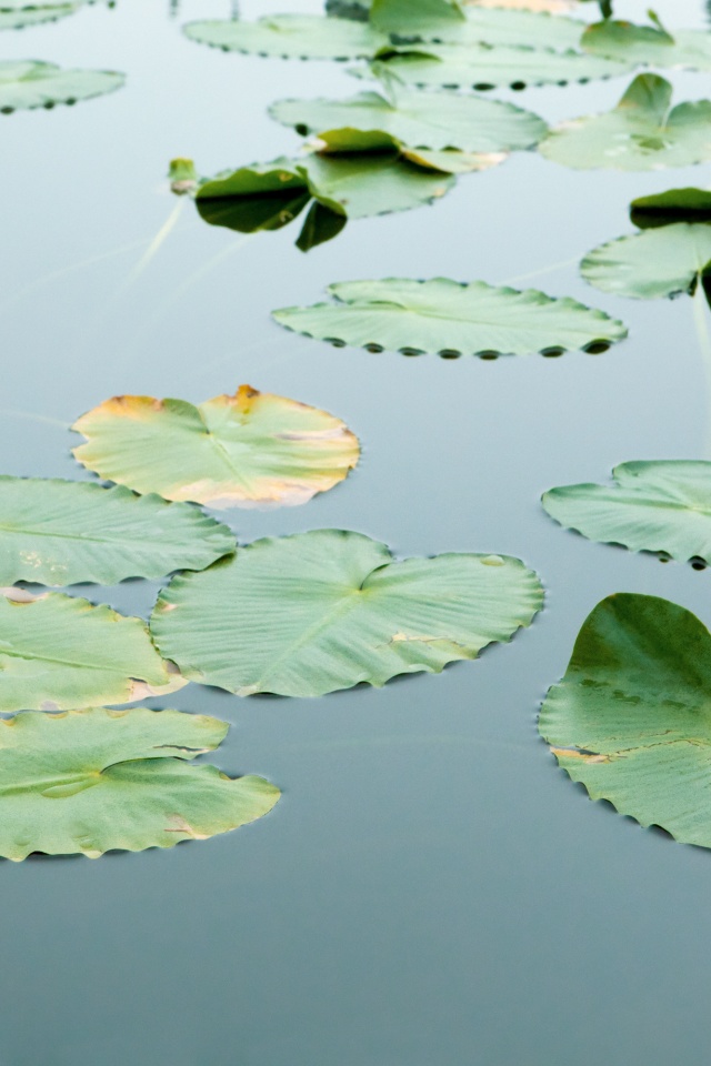 Плавающие листья обои