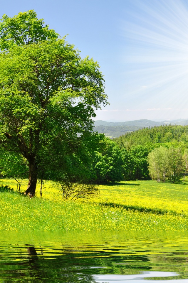 Дерево у воды обои
