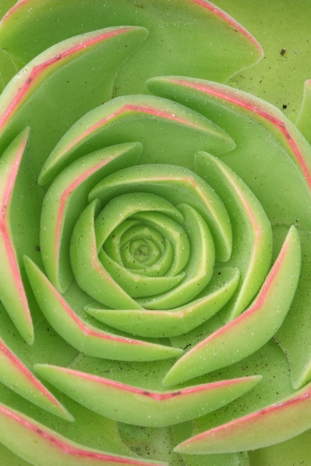 Зеленый цветок обои