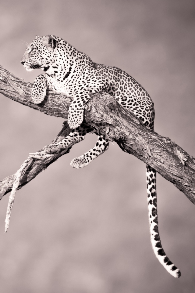 Ягуар на дереве обои