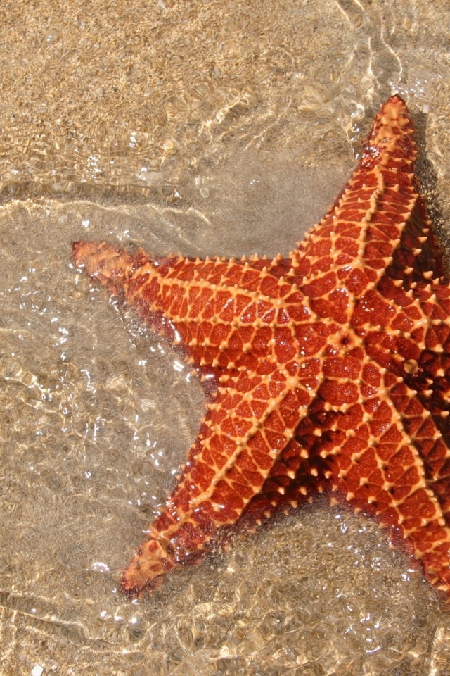 Морская звезда обои