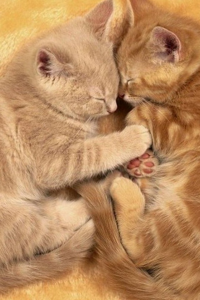 Рыжие котята в обнимку обои