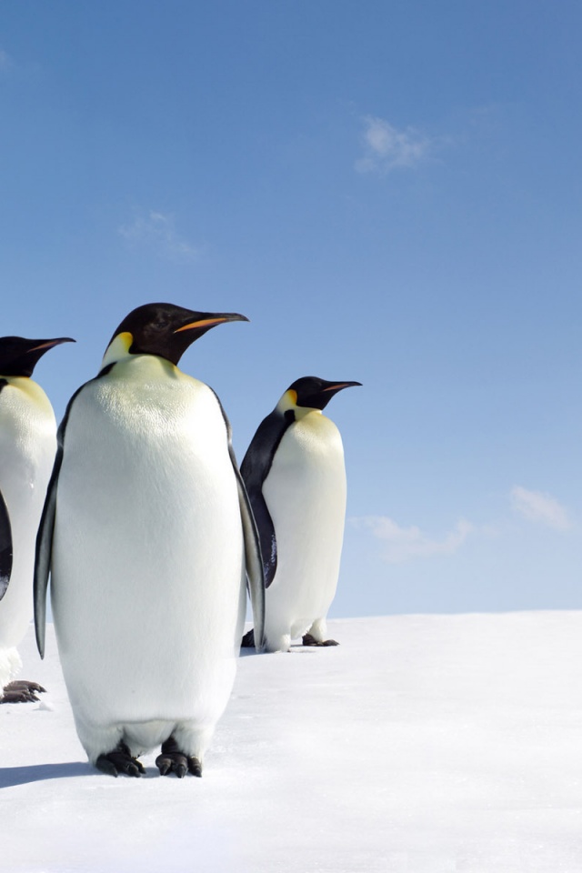 Пингвины обои