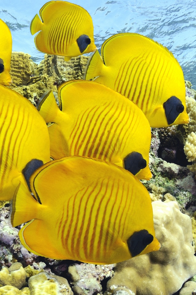 Желтые рыбки обои