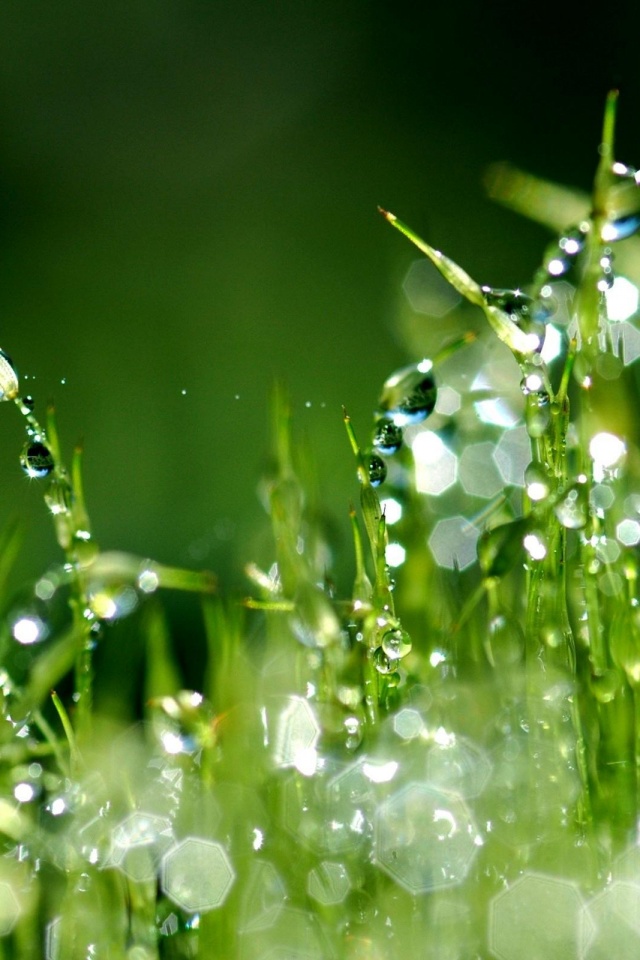 Бусинки росы обои