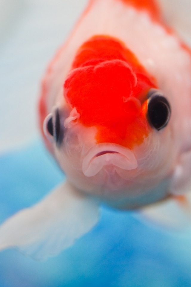 Аквариумная рыбка обои