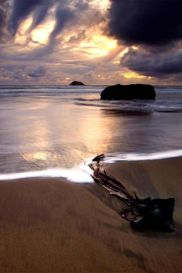 Коряга на пляже обои