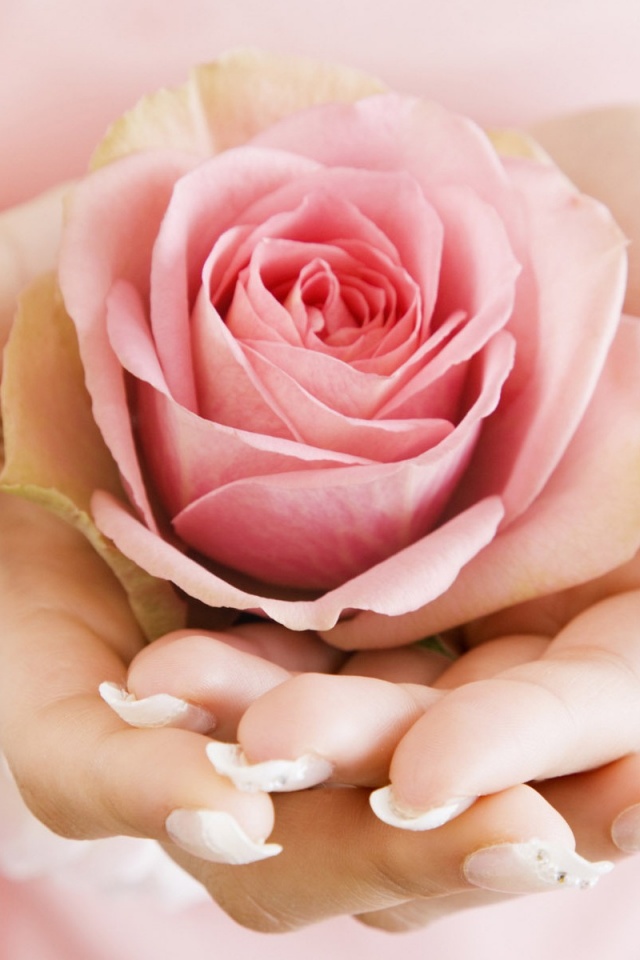 Роза в женских руках обои