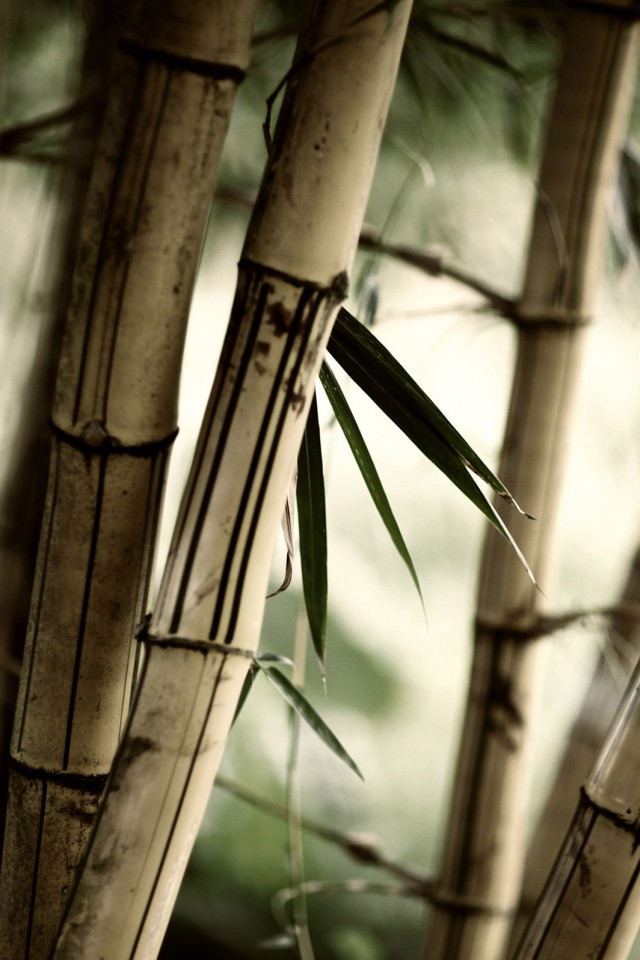 Бамбук обои