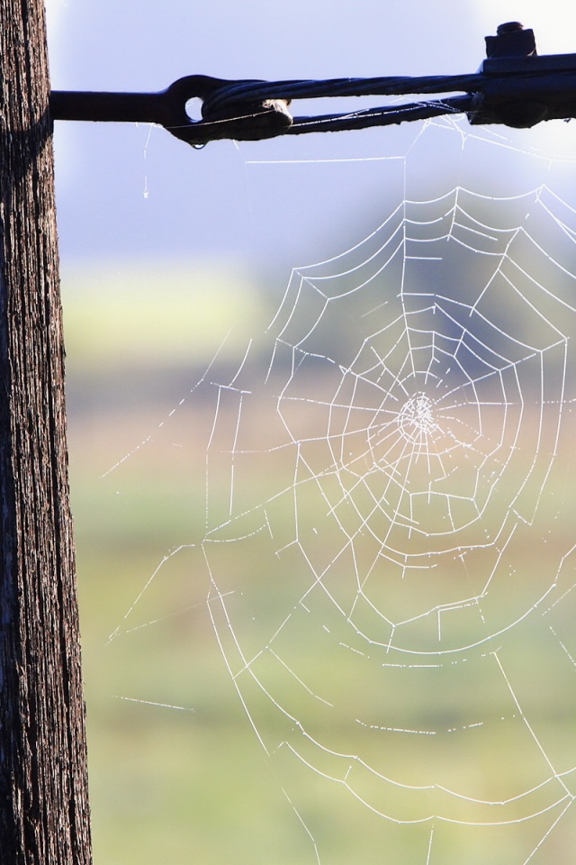 Паутина 51 обои