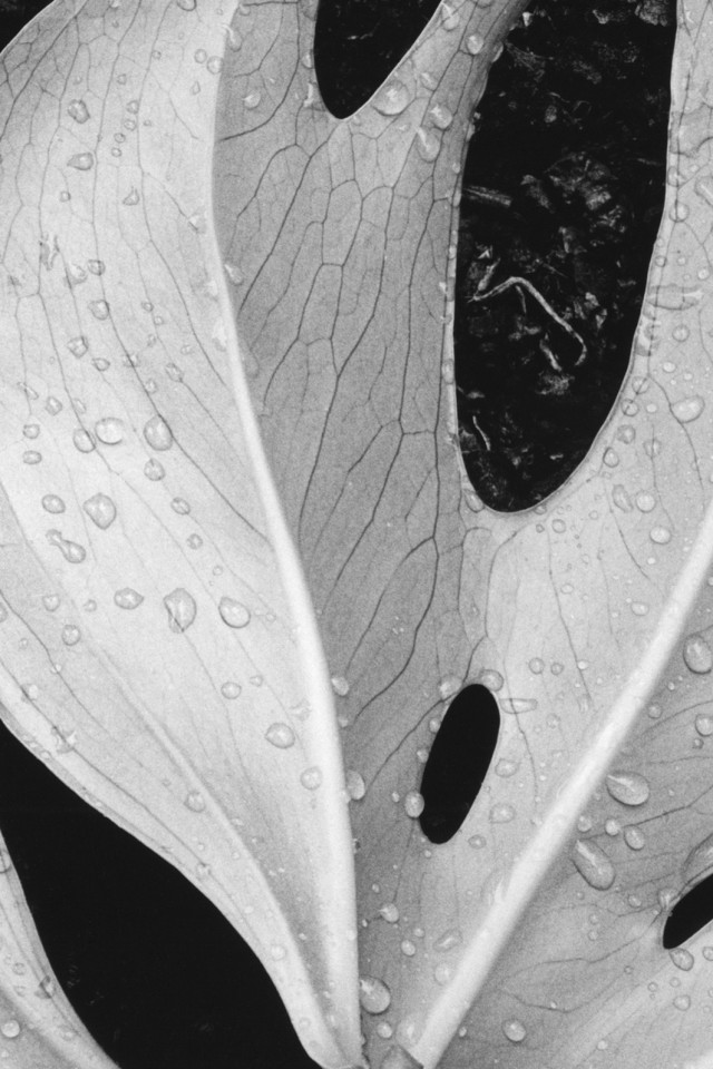 Белый лист обои