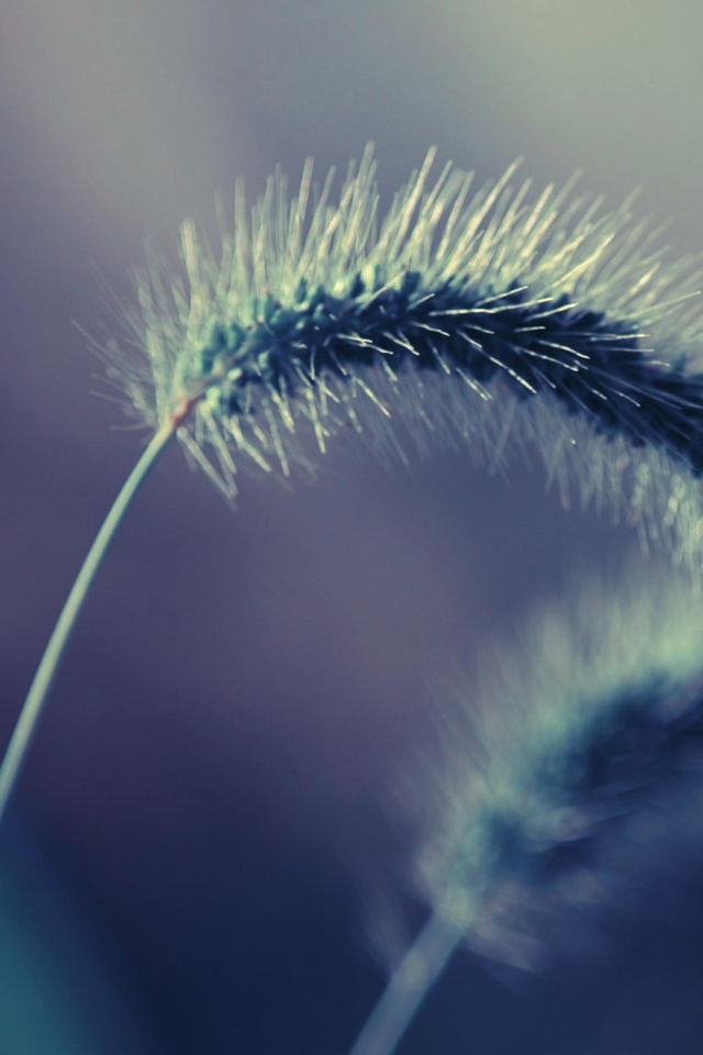 Травинка обои