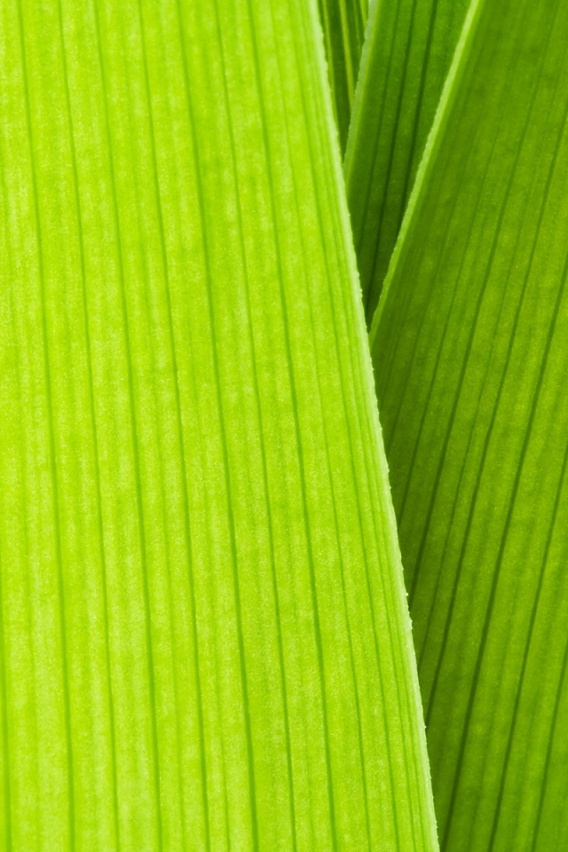 Стебли обои