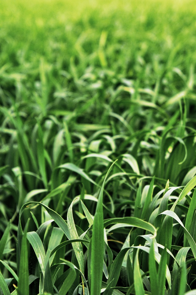 Высокая трава обои