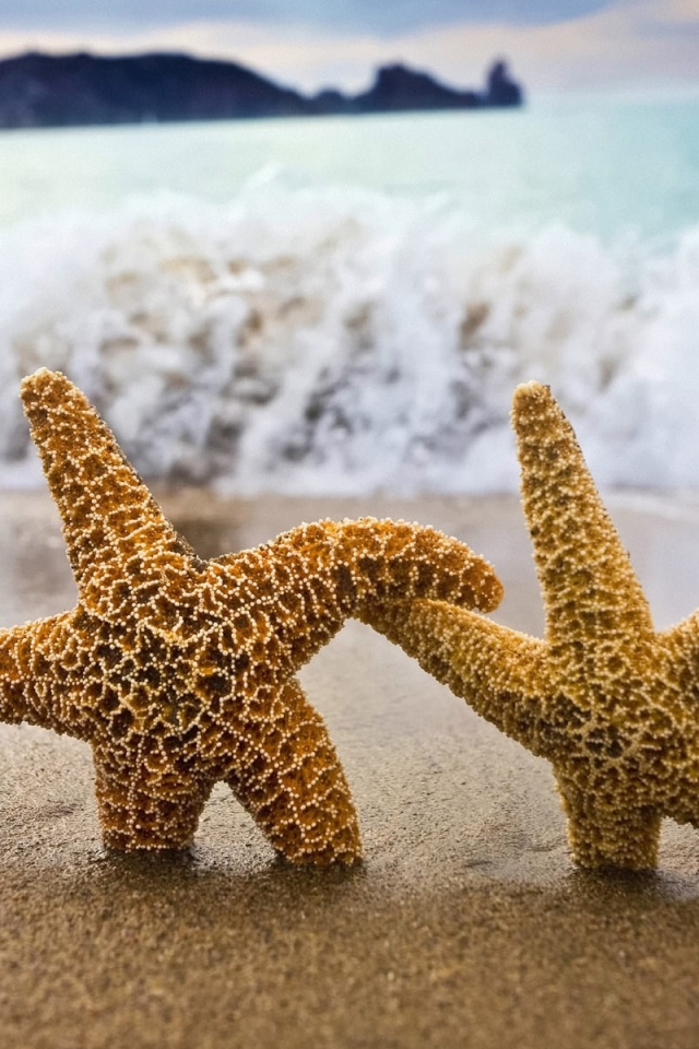 Две морские звезды обои