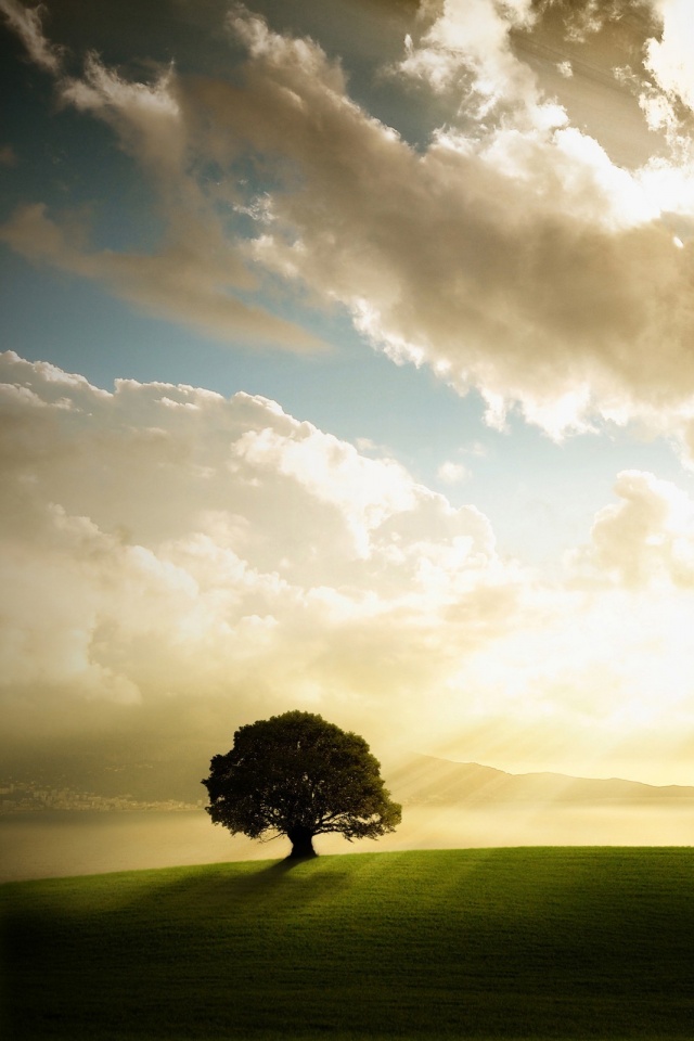 Холм и дерево обои