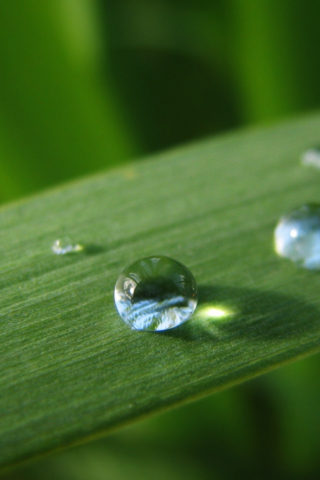 Капли росы на листе обои