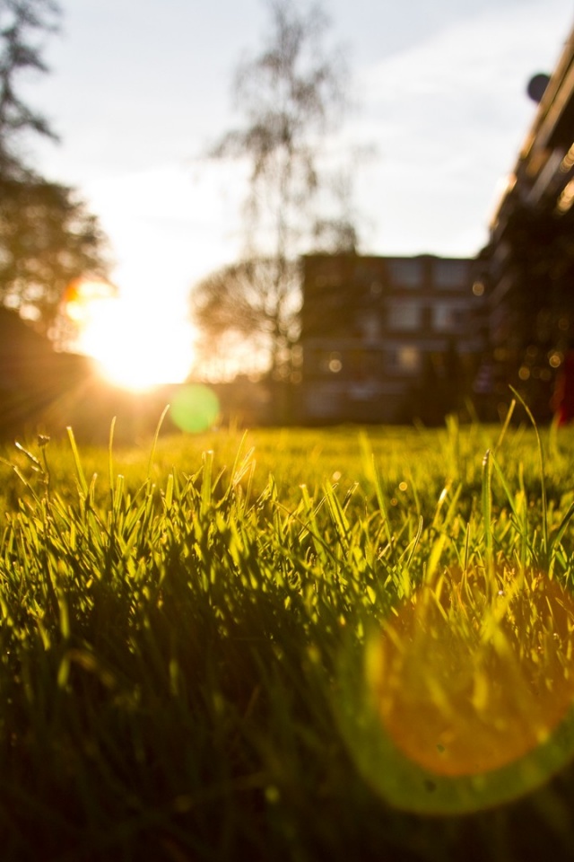 Трава во дворе обои