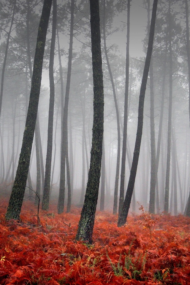 Красно-черный лес обои