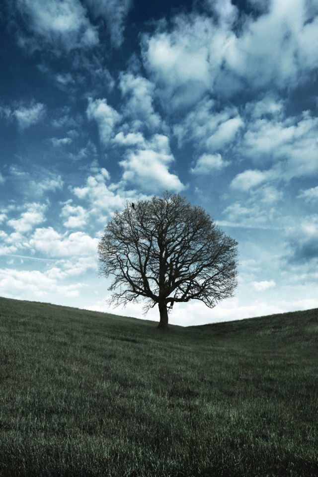 Холм одинокого дуба обои