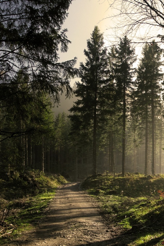 Лесная дорога обои