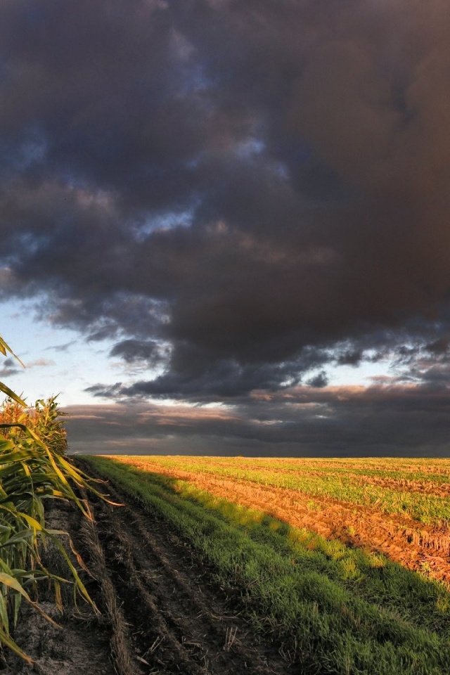 Кукурузное поле обои