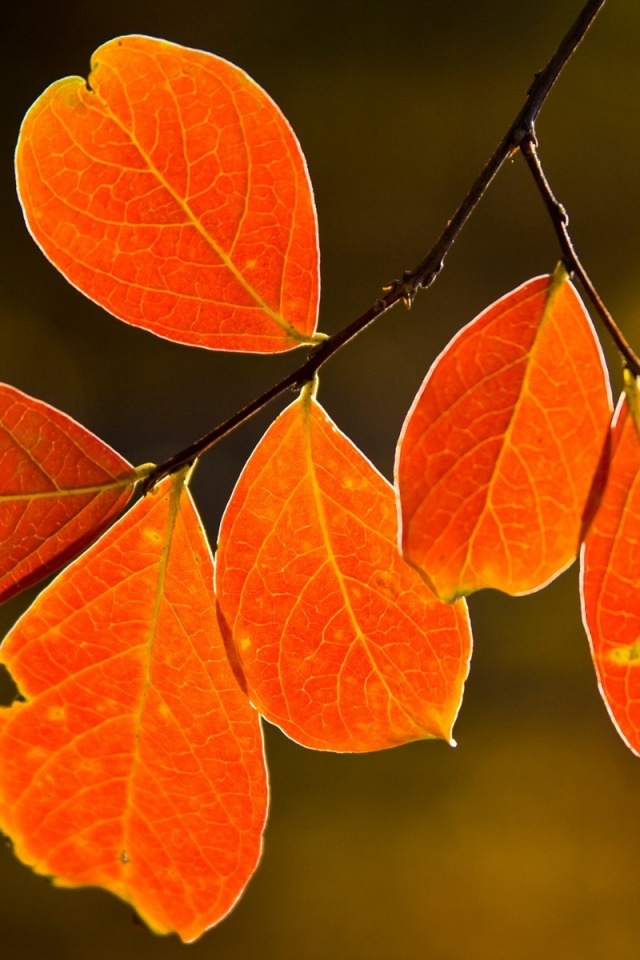 Ветка с оранжевыми листьями обои
