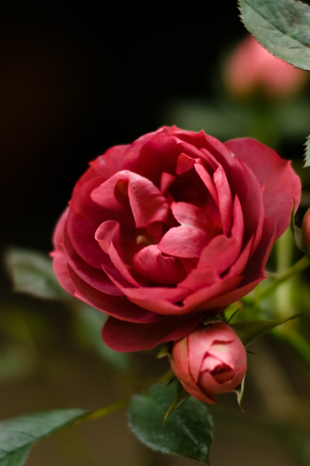 Шиповник обои