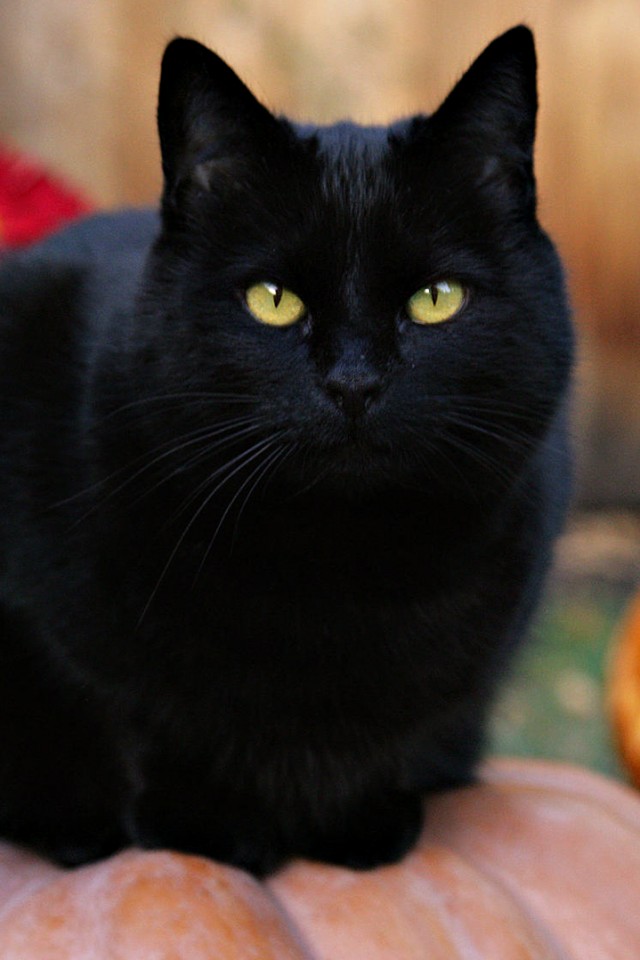 Чёрный кот на тыкве обои