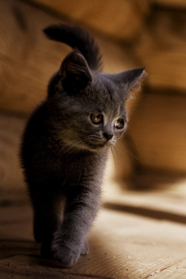 Маленький дымчатый котенок обои