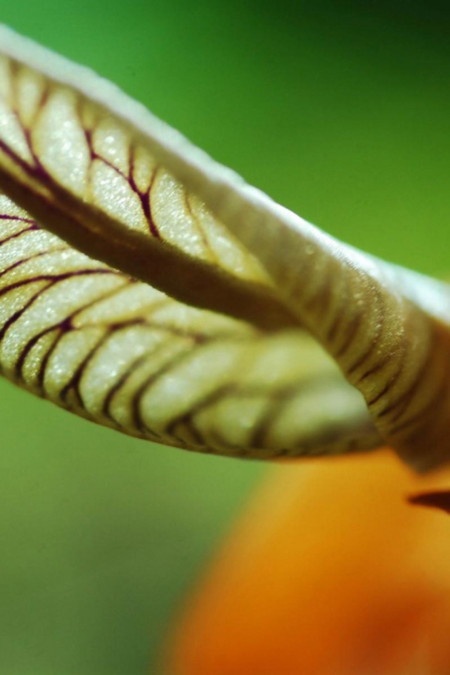 Сетчатый лист обои