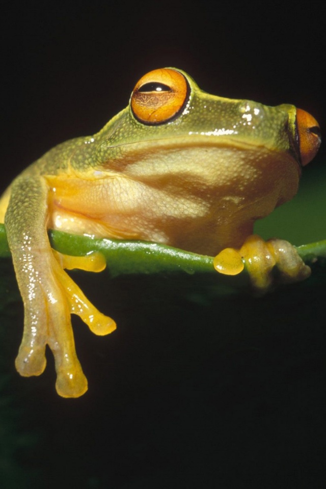 Лягушка на отдыхе обои