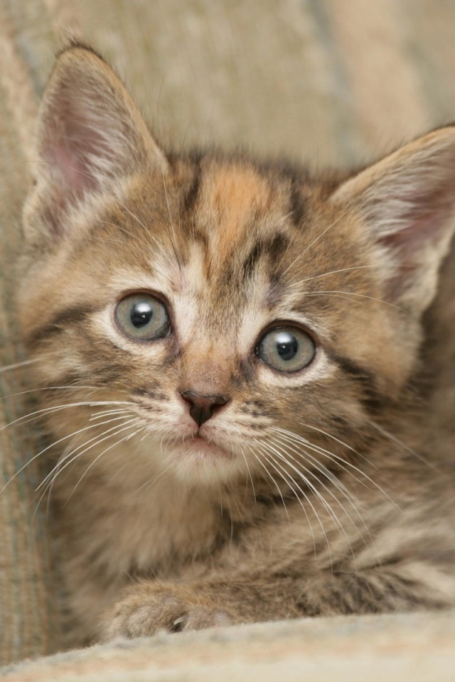 Милый маленький котенок обои